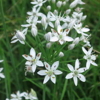 Ramosum Allium plant