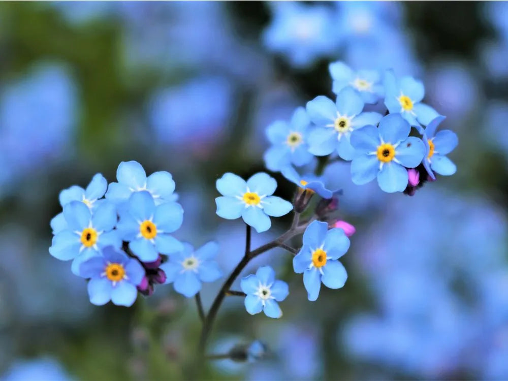 Bulk Forget flower seeds