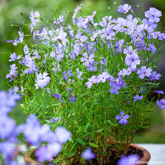 Blue Viscaria flower seeds