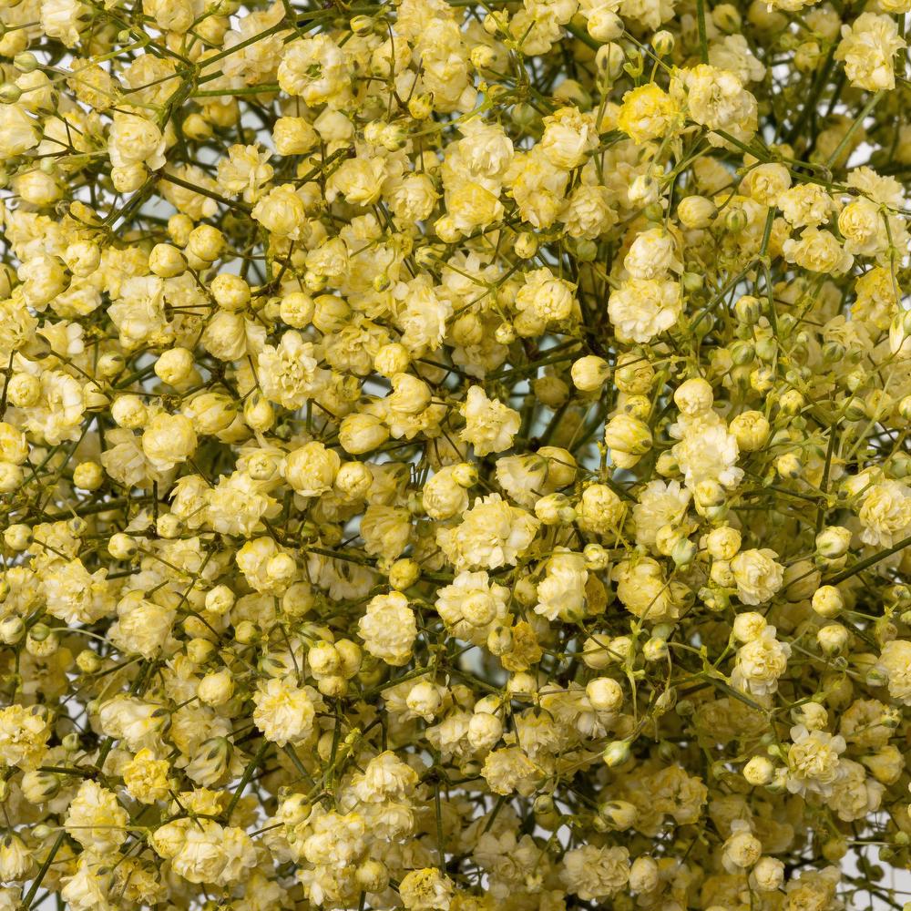 Yellow Gypsophila Flower Seeds for Planting – Heirloom Non-GMO Garden Seeds
