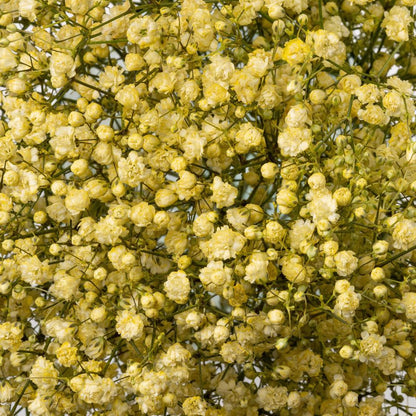 Yellow Gypsophila Flower Seeds for Planting – Heirloom Non-GMO Garden Seeds
