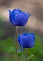 Light Blue flower seeds