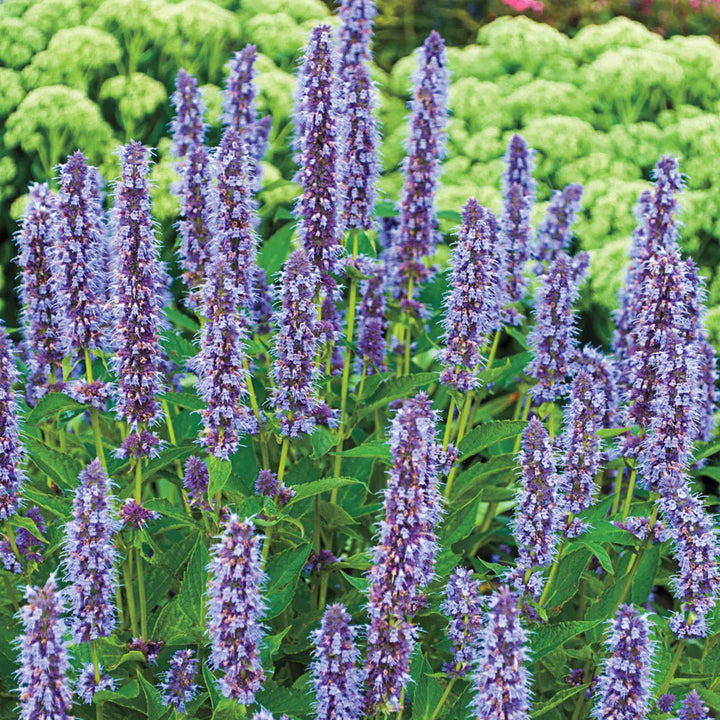 Purple Mint flower seeds