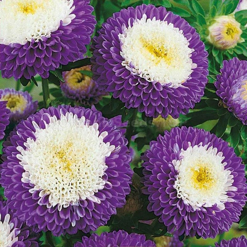 Blue White flower seeds