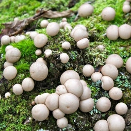 Puffball Mushroom Spores