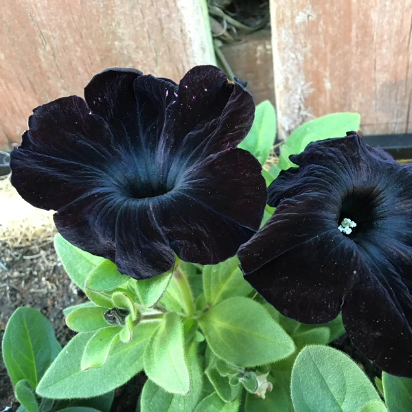Black Velvet Petunia plant