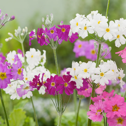 Annual Primula Malacoides plant