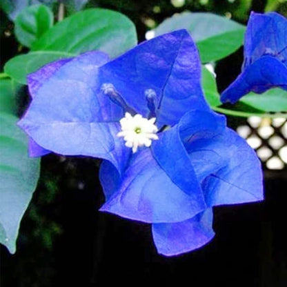 Balcony Blue Bougainvillea plant