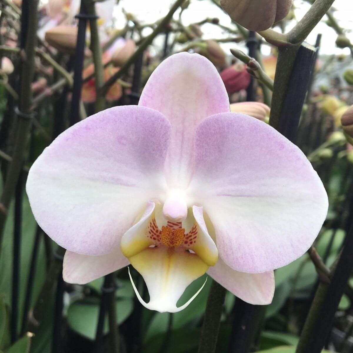 Baby Pink Orchid plant