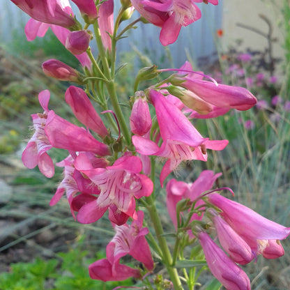 Barbatus Rondo Penstemon plant