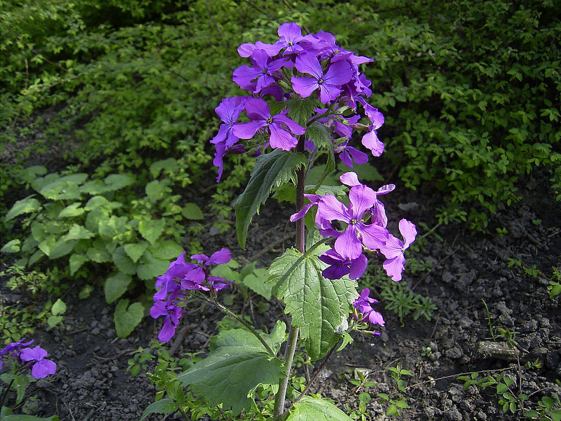 Honesty flower seeds