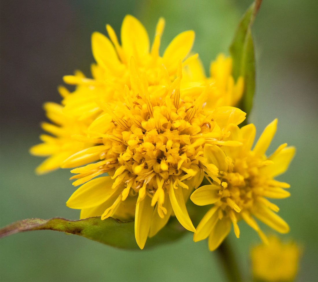 Solidago Canadensis flower seeds