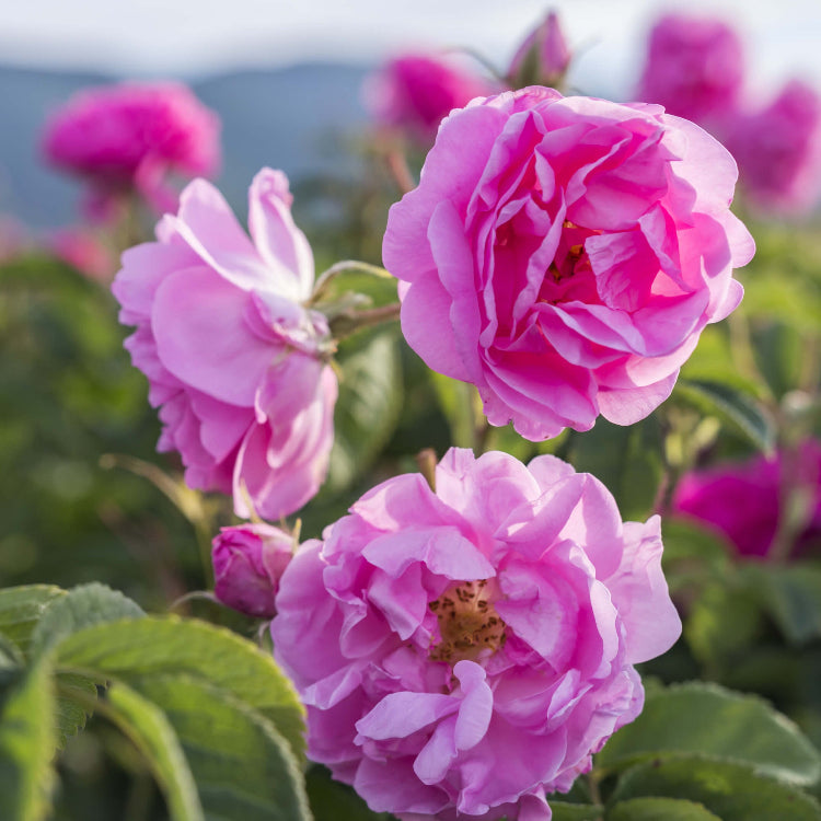 Pink Damascus Rose plant