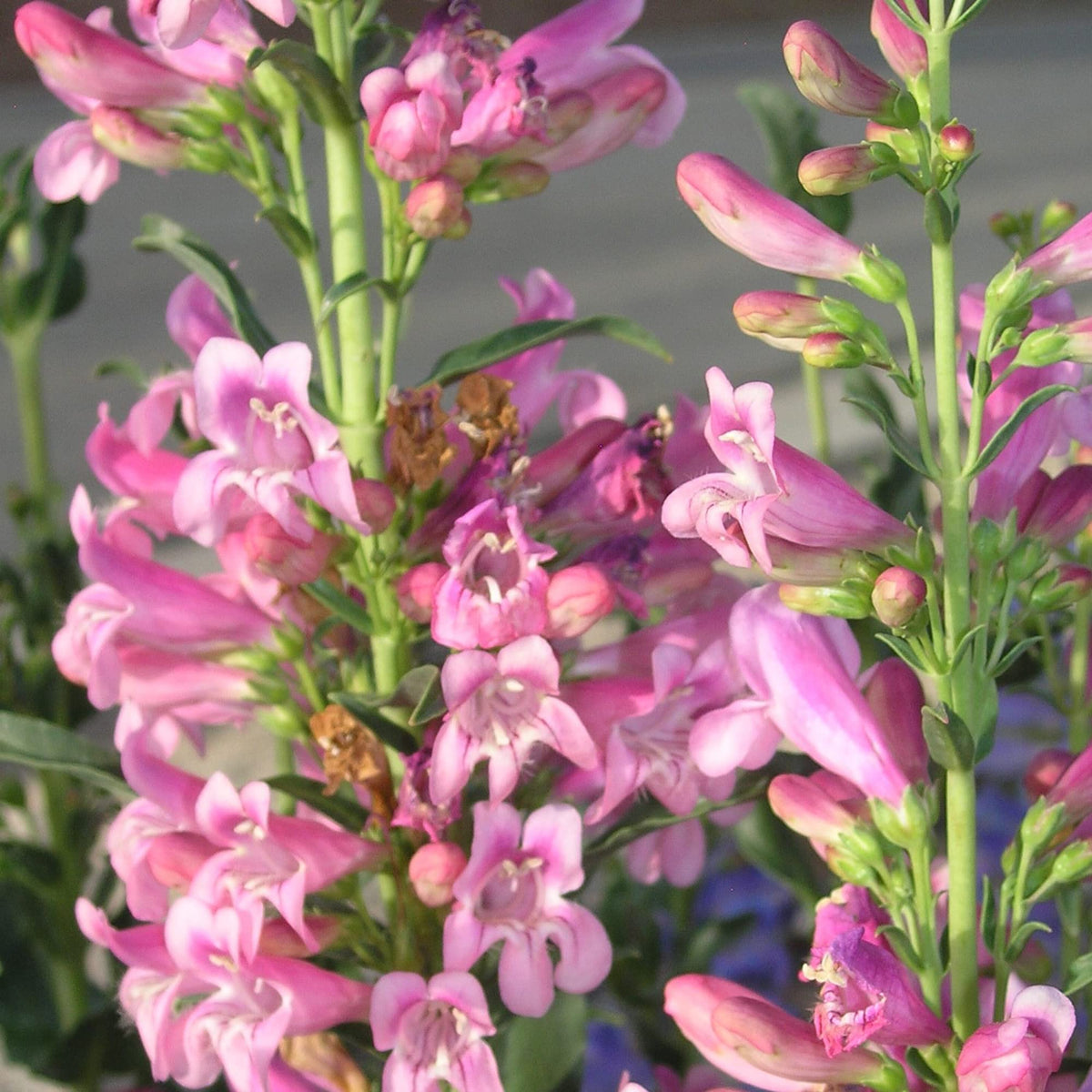 Barbatus Rondo Penstemon plant