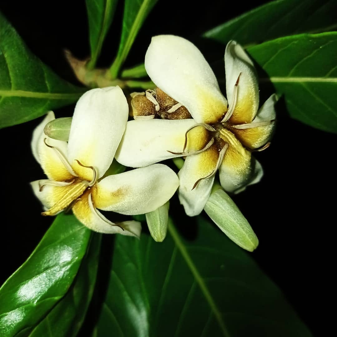 Graines de fleurs de génipayer à petites feuilles à planter – Graines d’arbre génipayer tropical