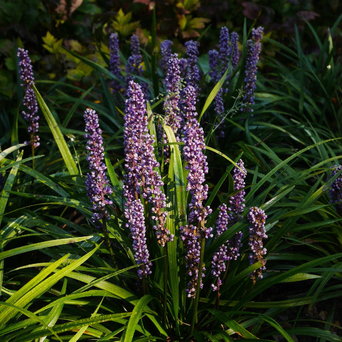 Big Blue Liriope plant