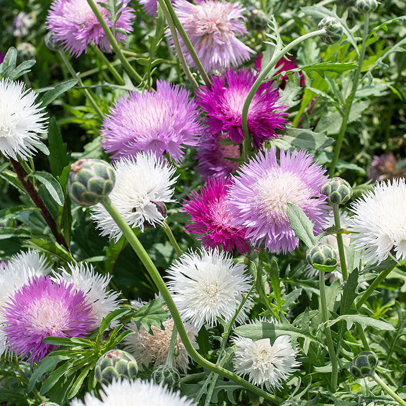 Moschata flower seeds