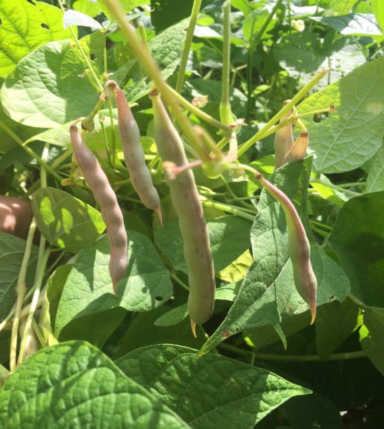 Black Turtle Bean Seeds for Planting – Heirloom Garden Seeds