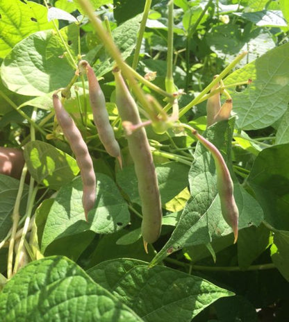 Black Turtle Bean Seeds for Planting – Heirloom Garden Seeds