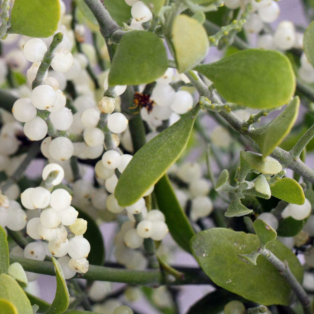 White Mistletoe flower seeds
