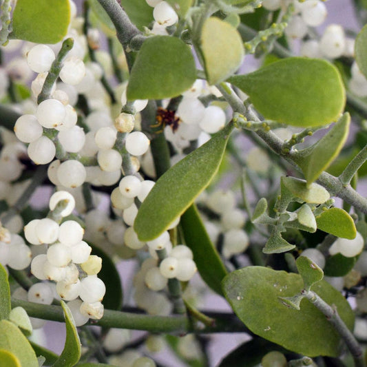 White Mistletoe flower seeds