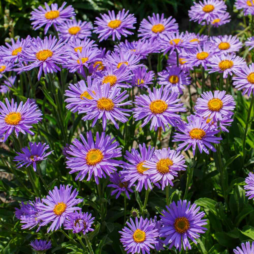 Colors Aster Alpinus plant