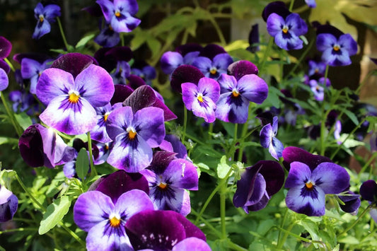 Pansy flower seeds