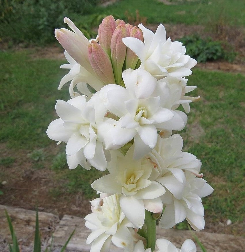 Asperata flower seeds