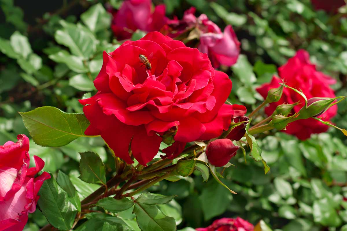 Red Cascade Rose plant