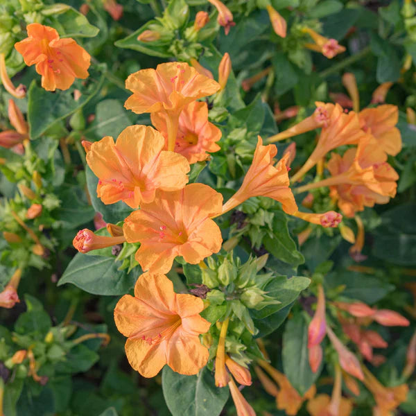 Orange Mirabilis flower seeds