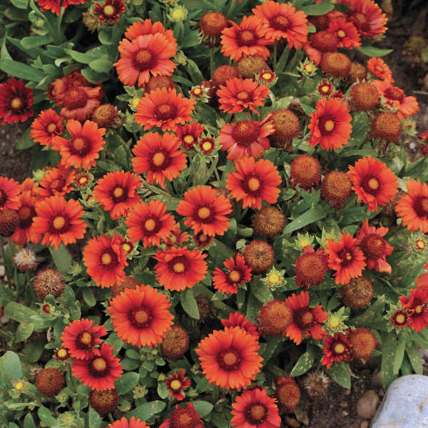 Red Gaillardia flower seeds