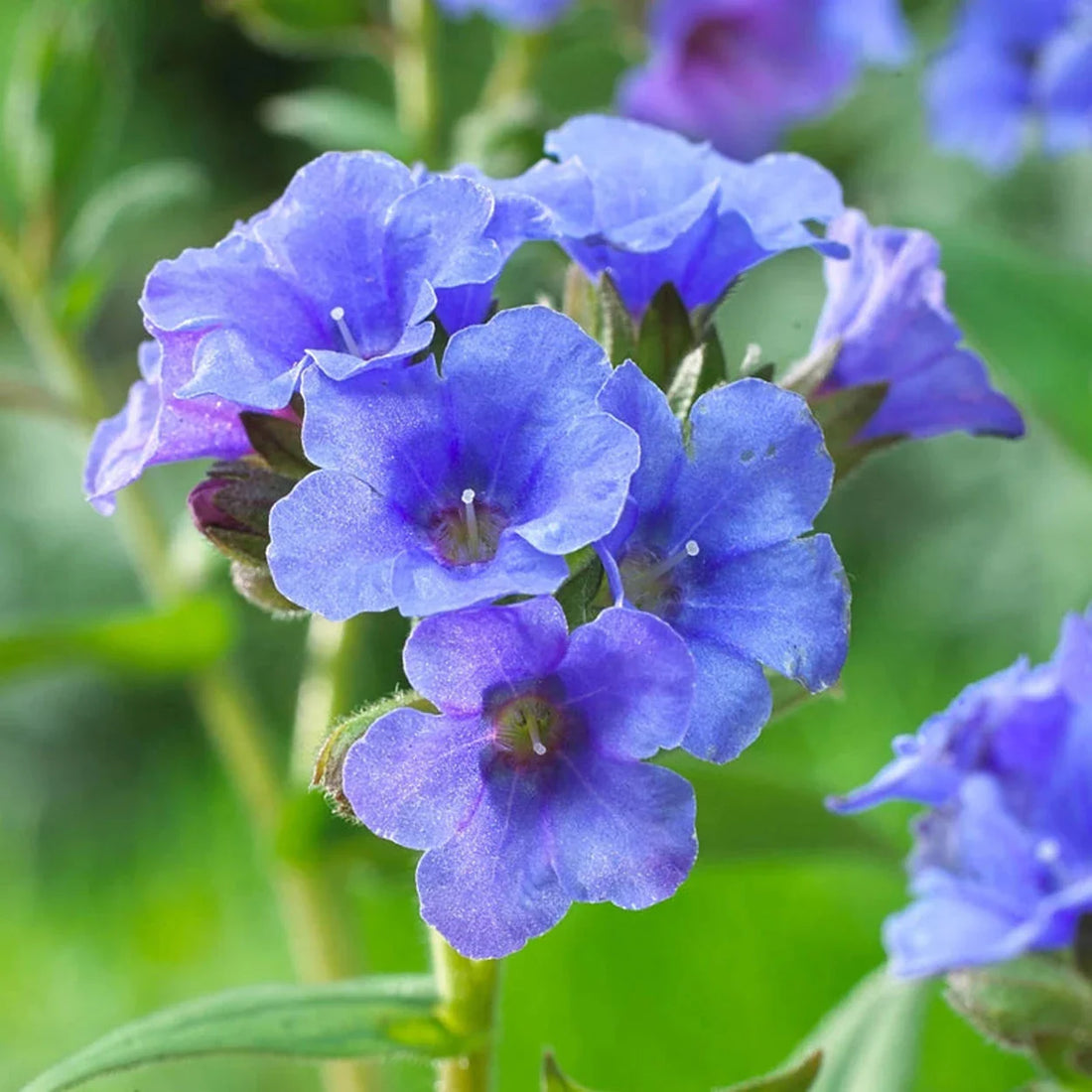 Blue Pulmonaria flower seeds