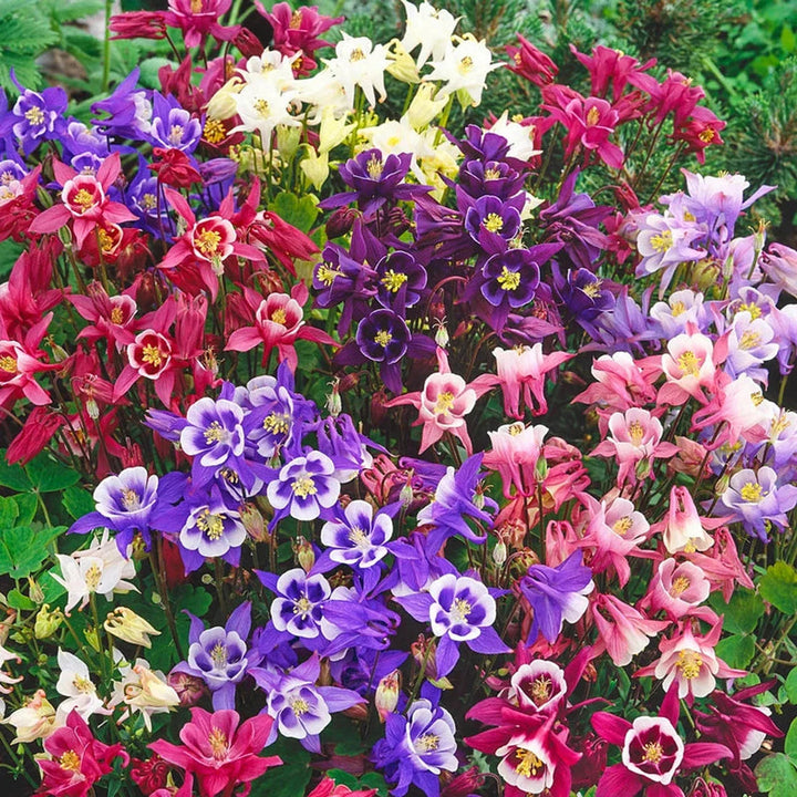 Columbine Biedermeier flower seeds