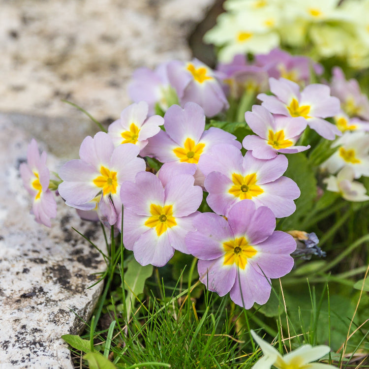 Perennial Primula plant