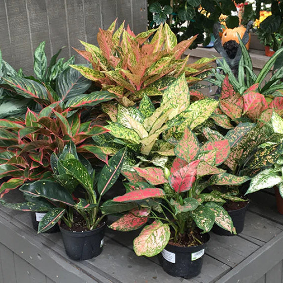 Mixed Aglaonema Flower Seeds for Planting – Heirloom Non-GMO Garden Seeds