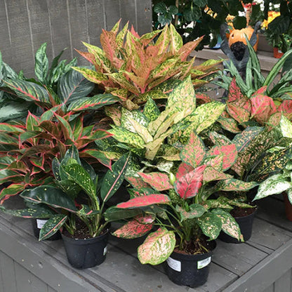 Mixed Aglaonema Flower Seeds for Planting – Heirloom Non-GMO Garden Seeds
