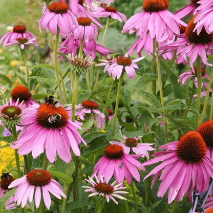 Purple Echinacea Purpurea plant