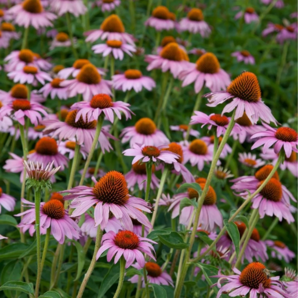 Purple Echinacea Purpurea plant