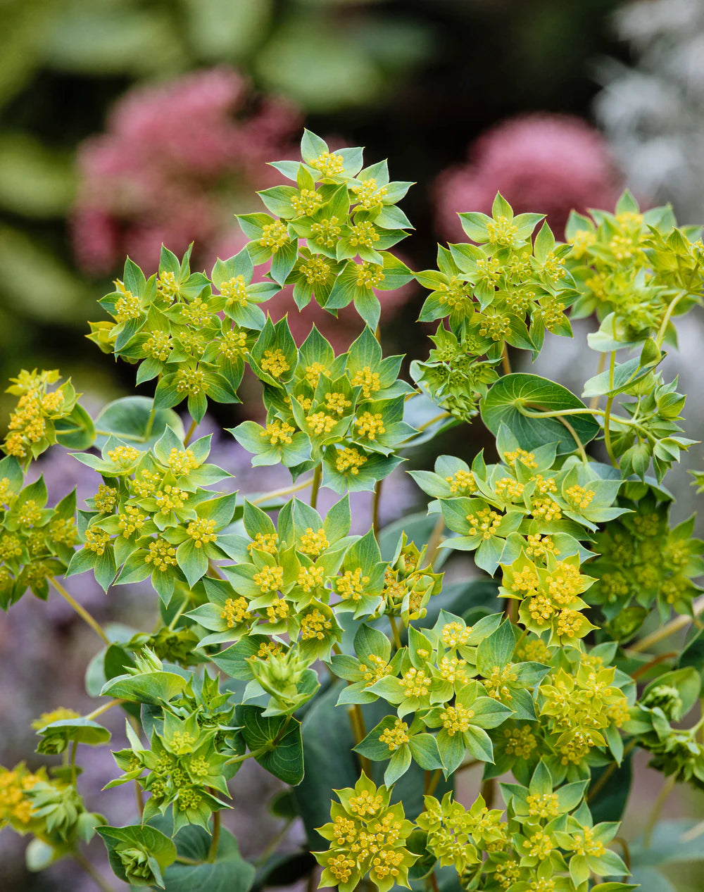 Yellow Thorowax flower seeds