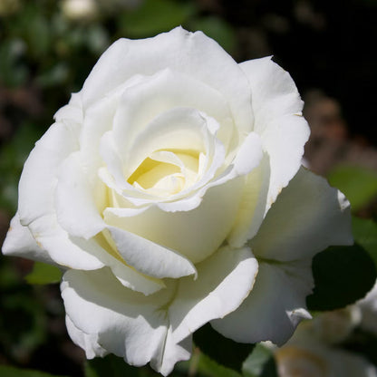 White Rose Flower Seeds for Planting – Heirloom Non-GMO Garden Seeds