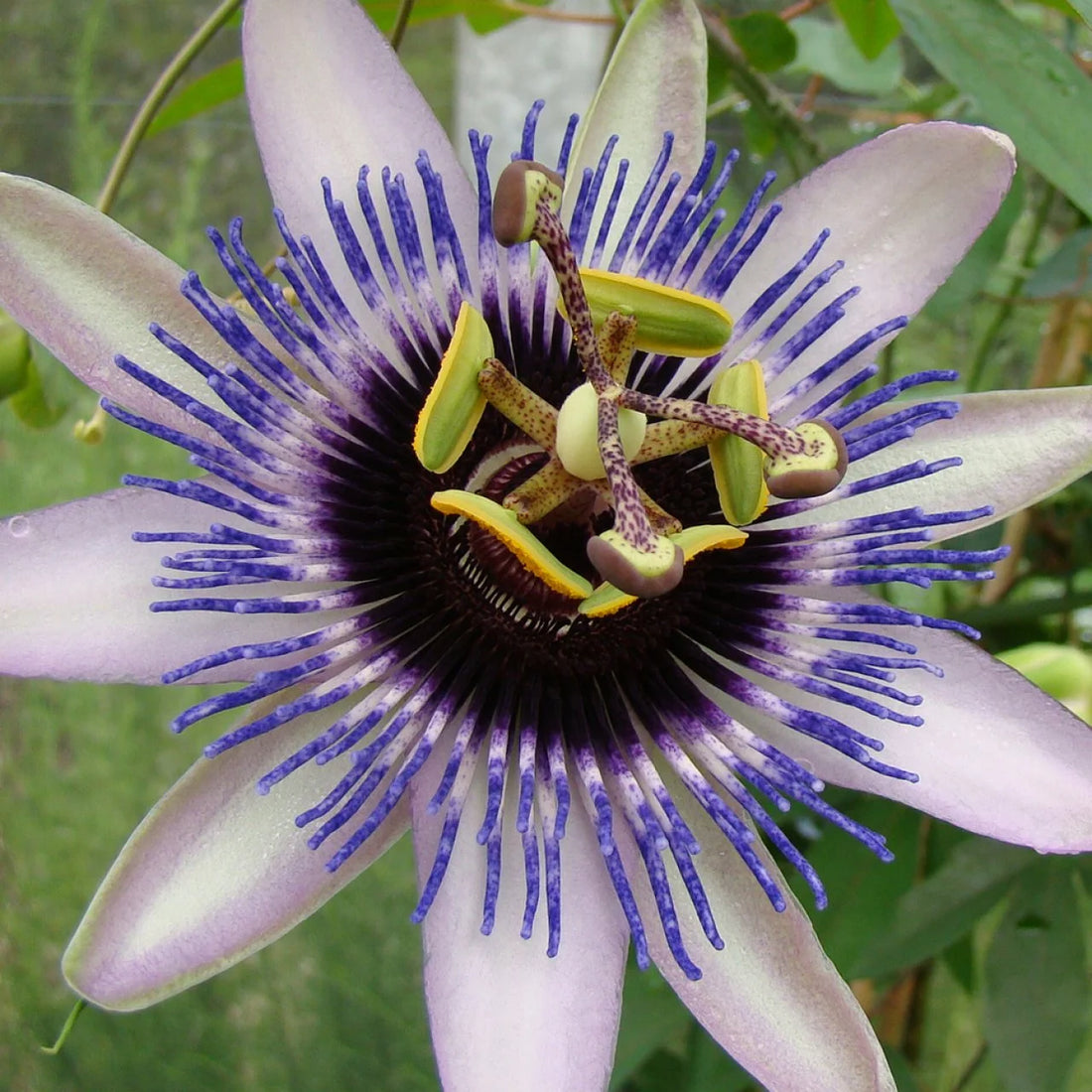 Colinvauxii Passion flower seeds