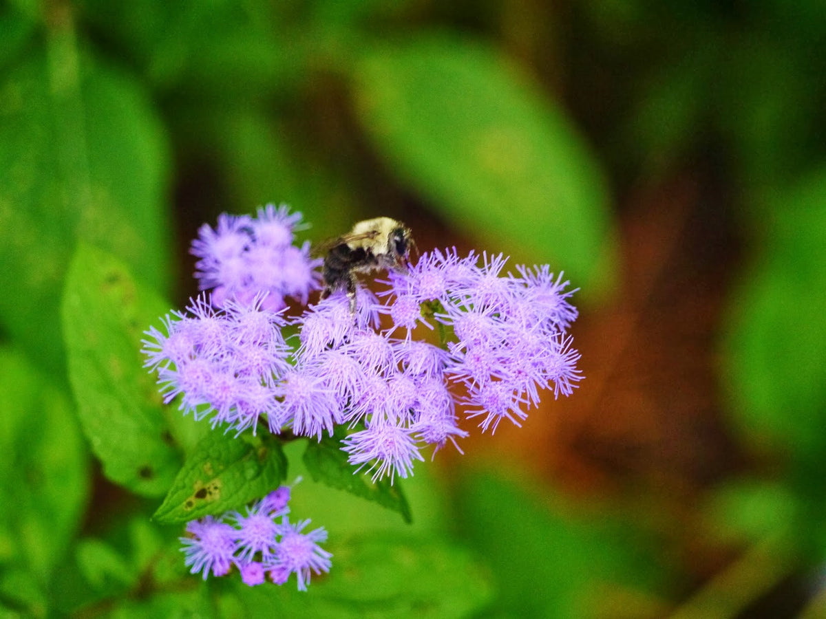 Blue Mistflower plant
