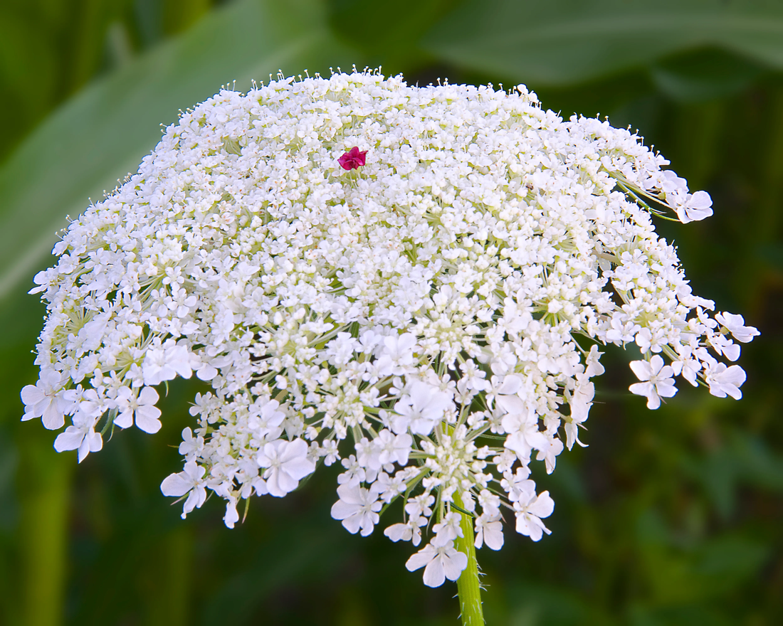 Carrot flower seeds