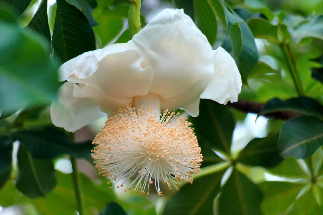 Adansonia Digitata flower seeds