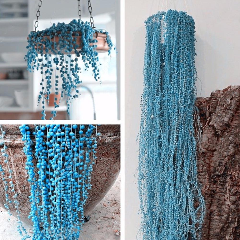 Pearl Chlorophytum flower seeds