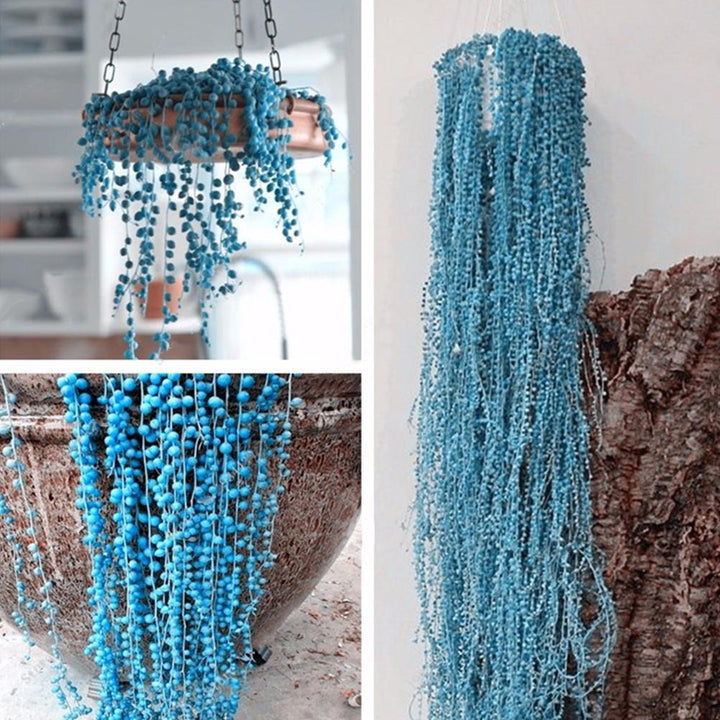 Pearl Chlorophytum flower seeds