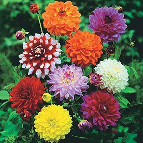 Multicolor Dahlia flower seeds