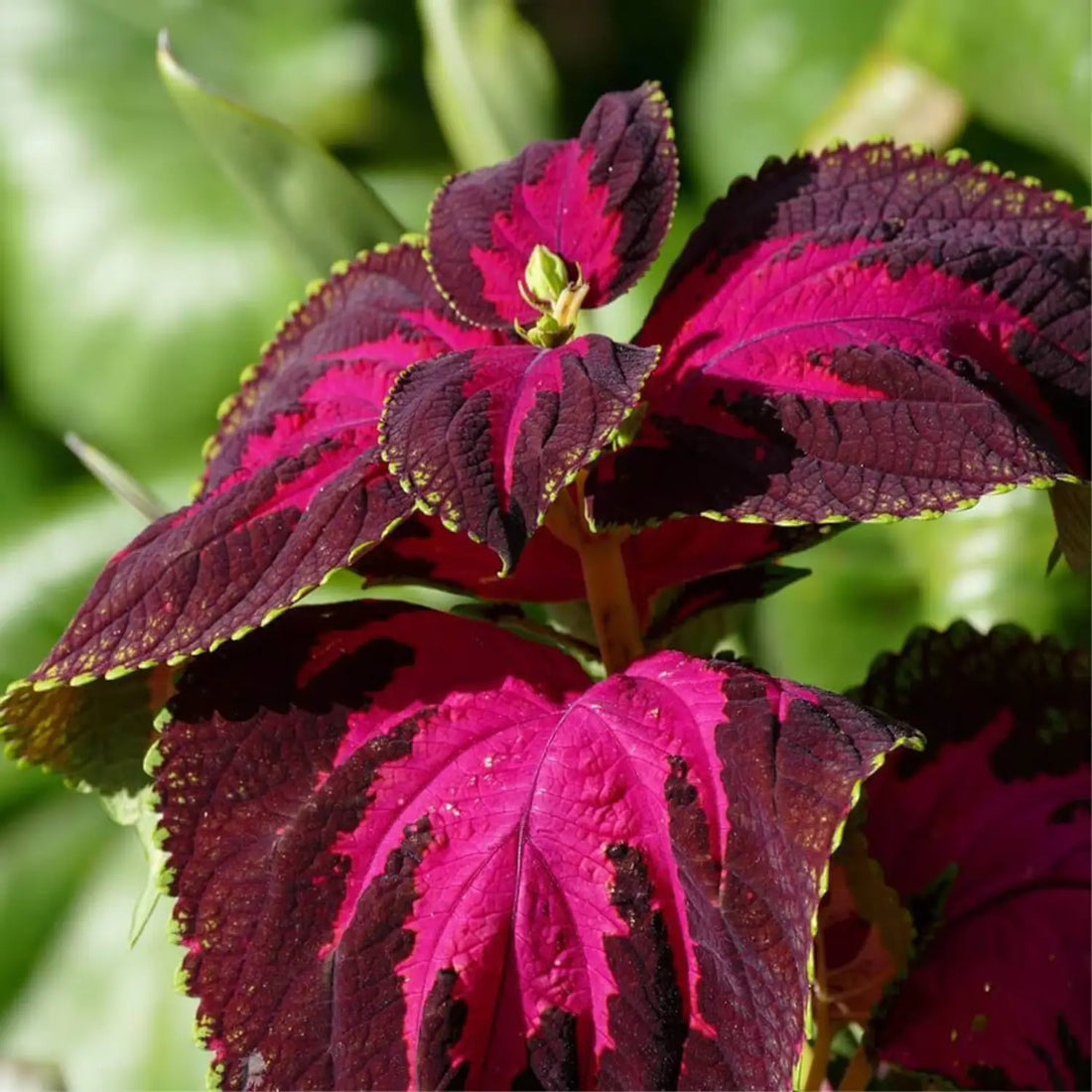 Coleus Blumei flower seeds