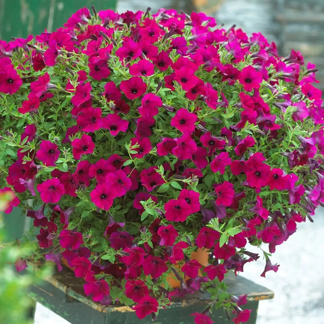Pink Surfinia flower seeds