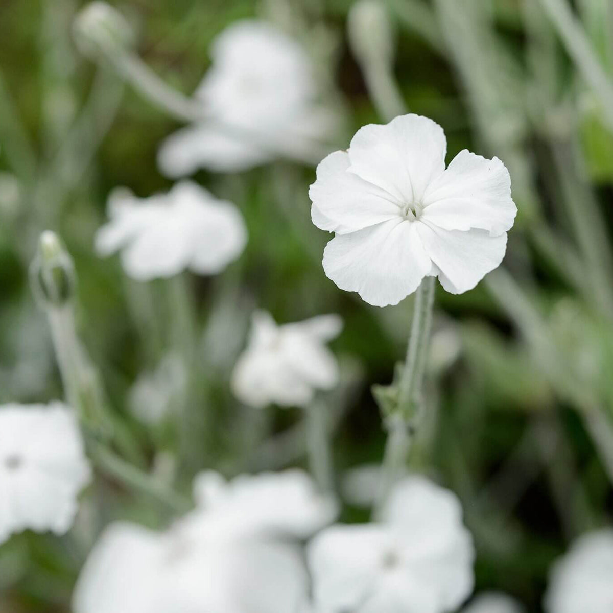 Coronaria Alba Lychnis plant